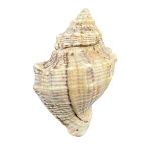Natural Seashell Distorsio Jenniernestae Mollusk 2.5 Inch Harvested 1980s